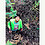 Ansar_Firozs